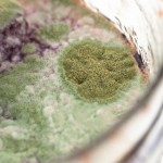 mold web