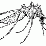 mosquito West Nile Virus is one of the diseases transmitted by mosquitos
