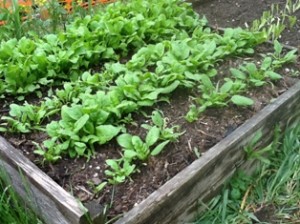 gardening tips include raising beds