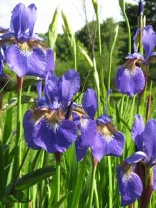 purple iris make a great Mother's Day gift ideas bouquet