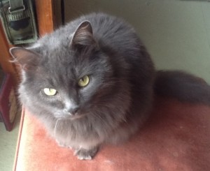 beautiful gray cat deserves pet care plan