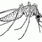 West Nile Virus is one of the diseases transmitted by mosquitos